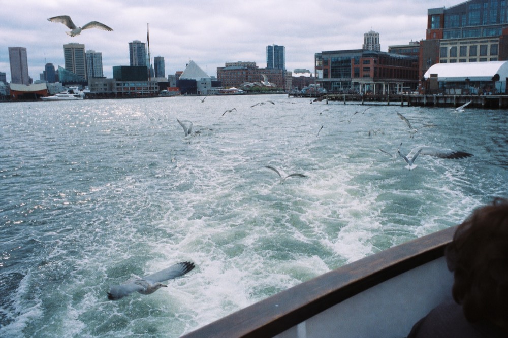 Gulls wheeling over the white wake of a small cruise boat, sunlight scattered across the choppy surface of the Inner Harbor