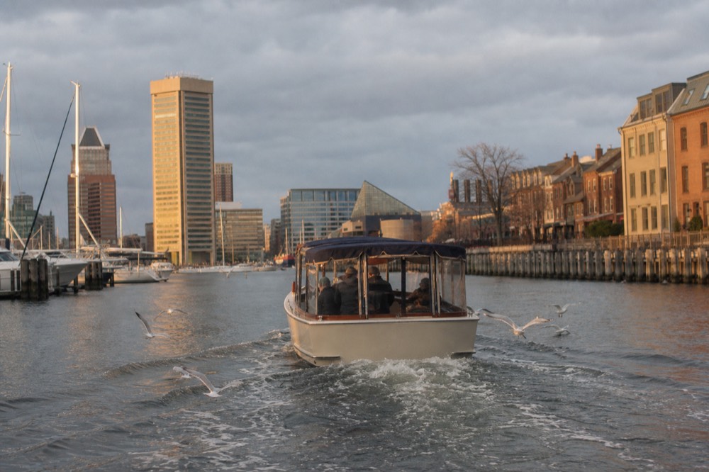 A wide wake spreading behind a covered motor cruise with gulls trailing low over the water, warm golden late-afternoon light scattered across the harbor